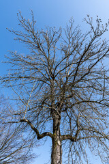 Bare branches of a tree without leaves with background of blue sky. Nature landscape spring concept
