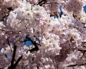 Japanese Pink Cherry Blossom tree. Beautiful large pink flowers opened on branches of profusely blooming
