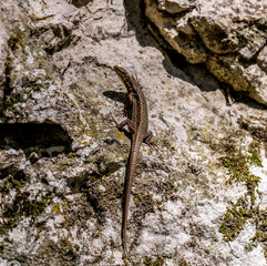 A small lizard among the rocks in close-up.