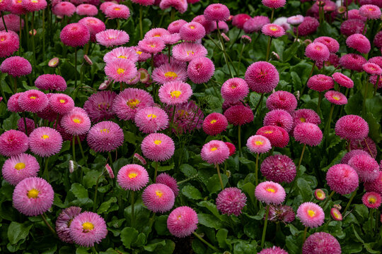 perennial daisy pomponette in the park in summer.