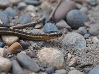 Small snake slithering on gravel and rocks