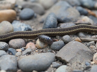 Slim snake slithering on rocks past a roly-poly