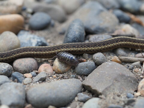 Slim snake slithering on rocks past a roly-poly
