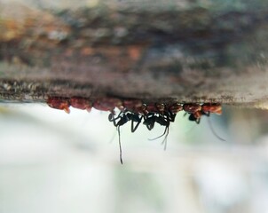 spiny ants on bamboo stems