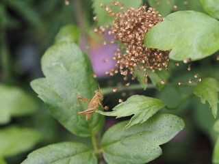 Grasshopper  sitting on a green leaf underneath a brown plant