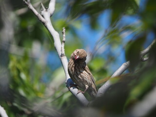 Small brown bird sitting on a white tree