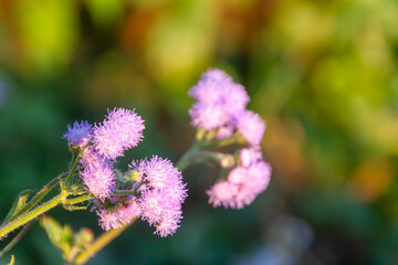 Purple Fluffy Flowers Blooming in Nepal's Nature