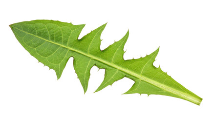 Obraz premium Single Green Dandelion Leaf with Serrated Edges on White Background.