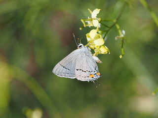Small Grey Butterfly collecting nectar from yellow flower © Steve