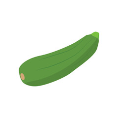 Zucchini. Fresh vegetable marrow. Green squash. Vector Illustration.