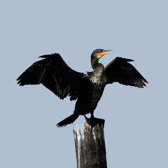 vulture in flight