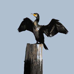 eagle in flight