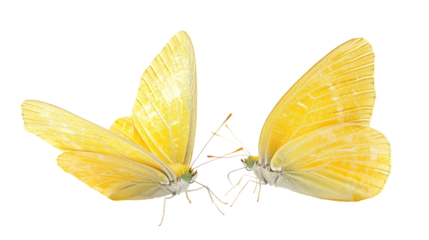Elegant yellow butterflies dancing in mid-air nature setting close-up view serene atmosphere symbol of transformation