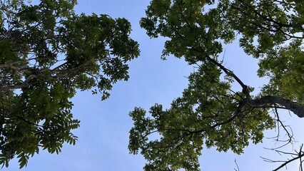 the tree seen from the bottom angle