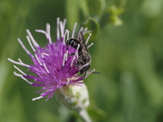 bee on thistle
