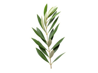 Fototapeta premium Fresh Olive Leaf Branch Isolated on Transparent Background – Botanical Herb and Mediterranean Plant Concept 