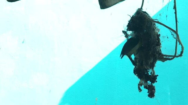 Indian sunbird busy building a pendulum-shaped hanging nest, set against a beautiful sky blue and white background. single Bird Nesting, Suitable for marketing or business purposes