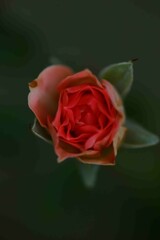 One of the most popular plants in the world, originating from Asia. People like to plant it for beauty, garden decoration, house decoration, place decoration, and commercial use, such as extracting pe