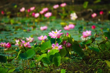 Lotus is considered a symbol of goodness. The belief has been around since the time of the Buddha....