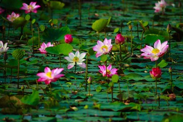 Fototapeta premium Lotus is considered a symbol of goodness. The belief has been around since the time of the Buddha. There is a legend that says that the doctor Jivaka Komarabhacca prepared medicine from lotus flowers 
