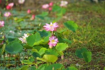 Lotus is considered a symbol of goodness. The belief has been around since the time of the Buddha. There is a legend that says that the doctor Jivaka Komarabhacca prepared medicine from lotus flowers 