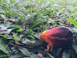 Fototapeta premium Close-Up of Fresh Palm Oil Fruit Lying on Grass