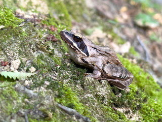 European common frog (Rana temporaria) sitting on mossy forest ground. Amphibian species found in damp woodlands, meadows and near freshwater in Europe.