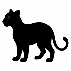 baby Leopard on white background 