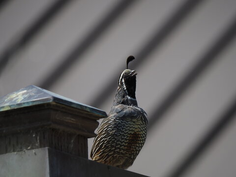 quail cawing singing 