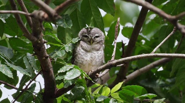 sleepy owl on a branch