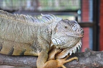 Green iguanas are large lizards native to Central and South America and some Caribbean islands