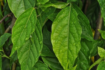green leaves background