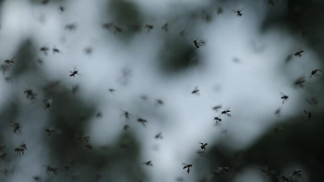 A group of Kelulut bees fly in the air looking for a nest
