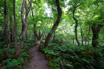 Obraz premium summer path through old trees and mossy rocks