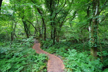 fine summer path through dense ferns