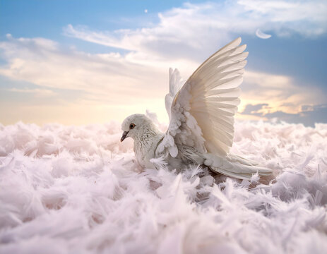 飛べない鳥 Images – Browse 524 Stock Photos, Vectors, and Video