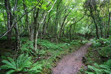 summer path through old trees and mossy rocks