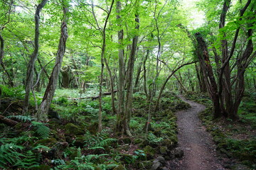 summer path through old trees and mossy rocks