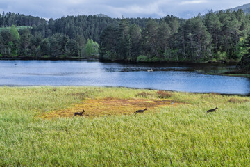Deer Grazing in a Peaceful Lakeside Meadow with Forested Surroundings, Sula, Aalesund, Norway