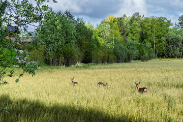 Deer Grazing in a Peaceful Lakeside Meadow with Forested Surroundings, Sula, Aalesund, Norway