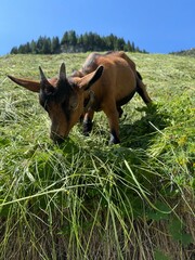 horse eating grass