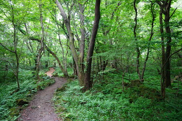 fine path to deep summer forest