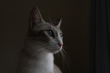 Moody vintage-style portrait of a cat in low light