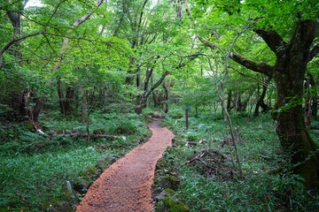 fine path to deep summer forest