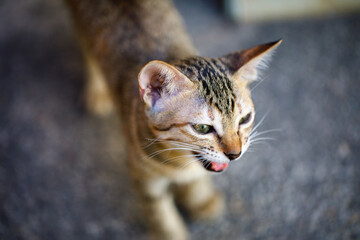 Hungry stray kitten meowing and asking food from passersby