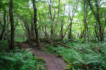 summer path through old trees and mossy rocks