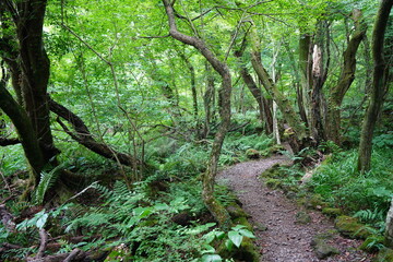 summer path through old trees and mossy rocks
