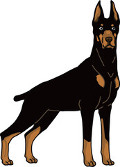 ドーベルマン　dorberman　犬のイラスト　カラー