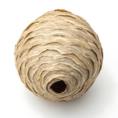 Obraz premium Detailed Close-Up of an Empty Wasp Nest Natural Texture and Structure