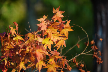 京都の寺院の境内の紅葉が始まった日本楓の木
